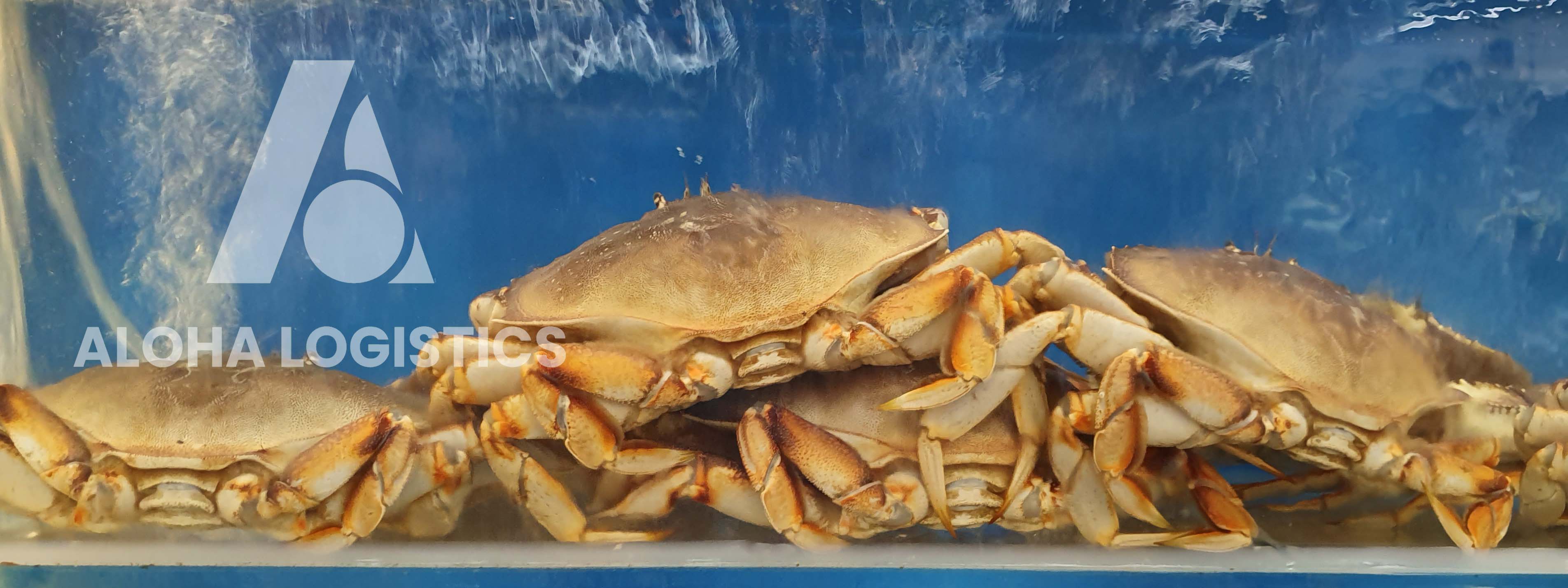 PROCEDURE OF IMPORTING FRESH SEAFOOD (ALASKA CANADA LOBSTER, KING CRAB) INTO VIETNAM 