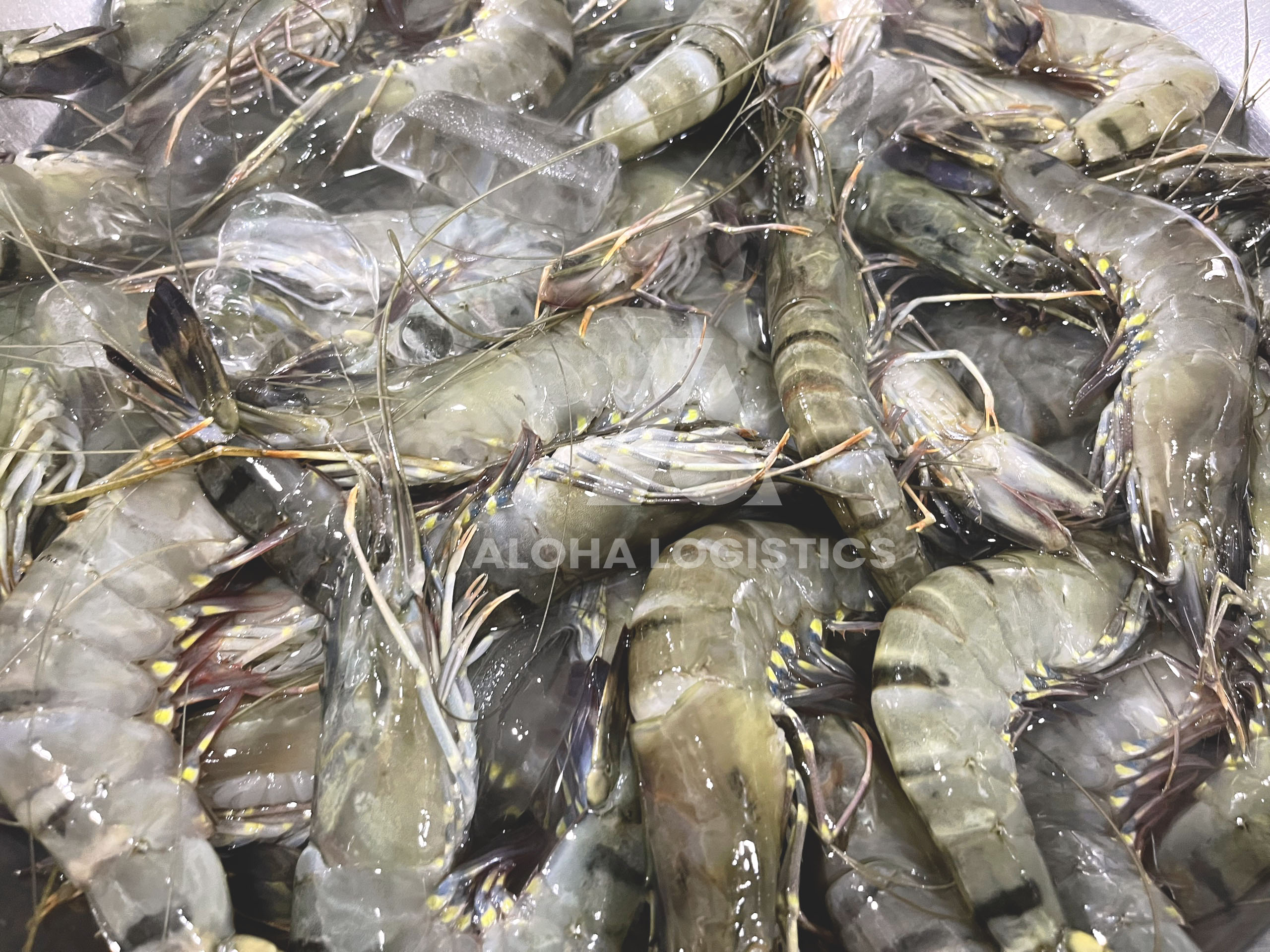 SHRIMP EXPORTS FROM VIETNAM TO AUSTRALIA INCREASED RECORD - ALOHA LOGISTIC